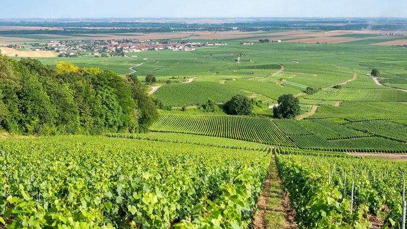 Vingårdar mellan Reims och Épernay