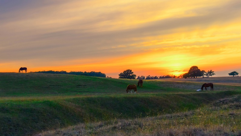 Österlen - Sveriges Provence